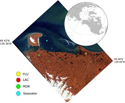 Terrestrial Dissolved Organic Matter Mobilized From Eroding Permafrost Controls Microbial Community Composition and Growth in Arctic Coastal Zones